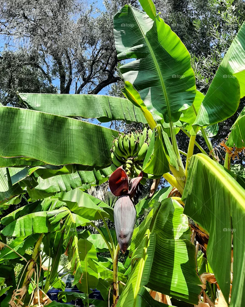 banana tree