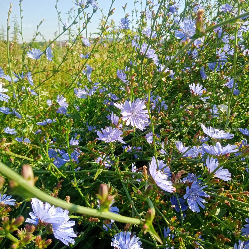 Chicory is both beautiful and nutritious💮💙📷💚🌱