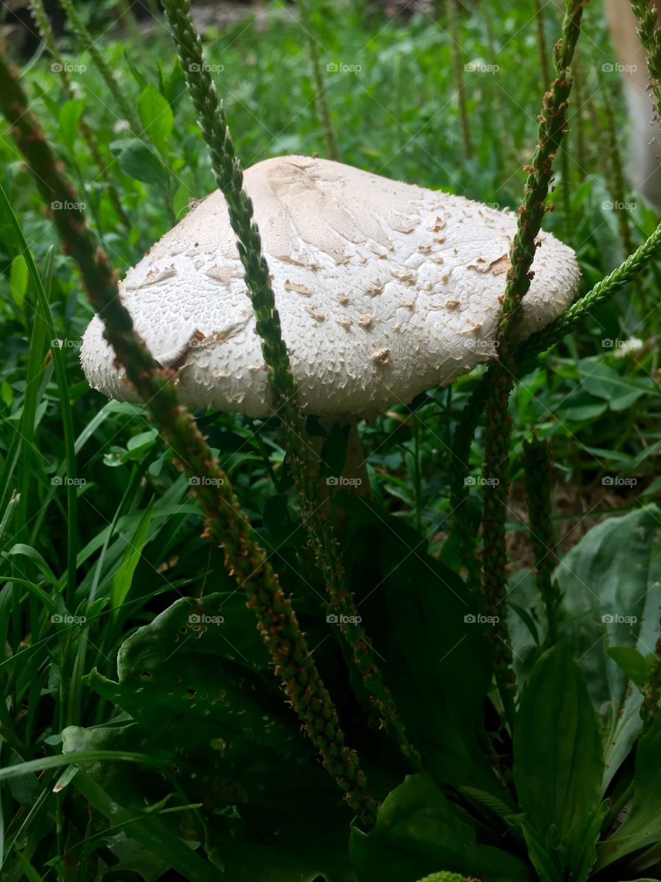Fungus growth 