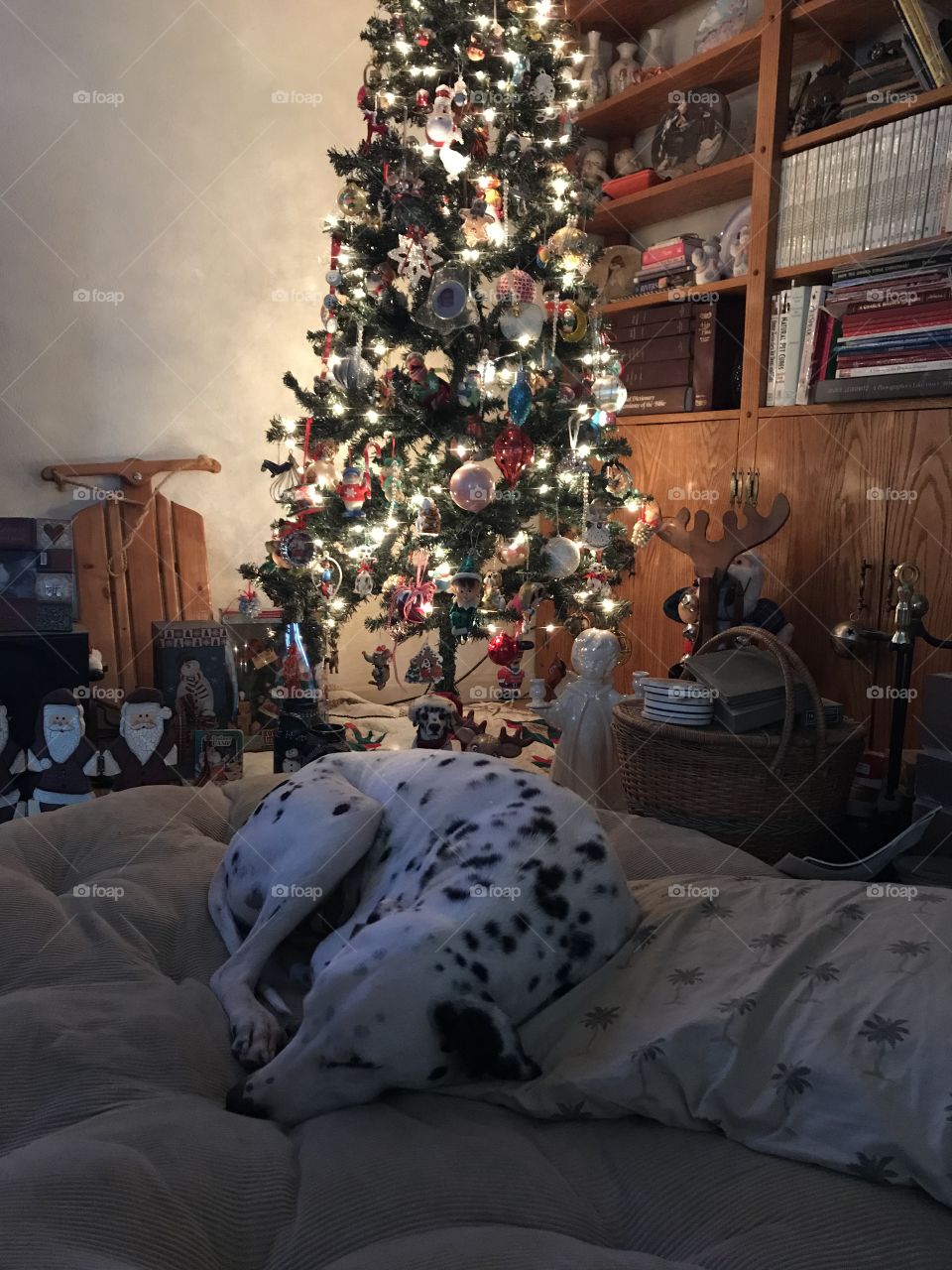 Dalmatian under Christmas tree