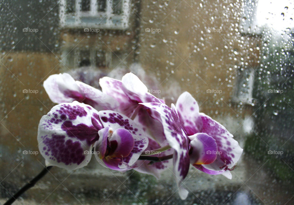 Orchid flowers in a rainy day 4