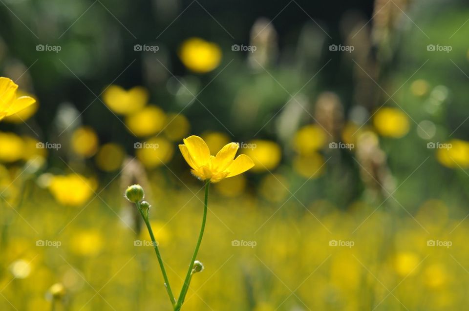 Buttercup in the sun