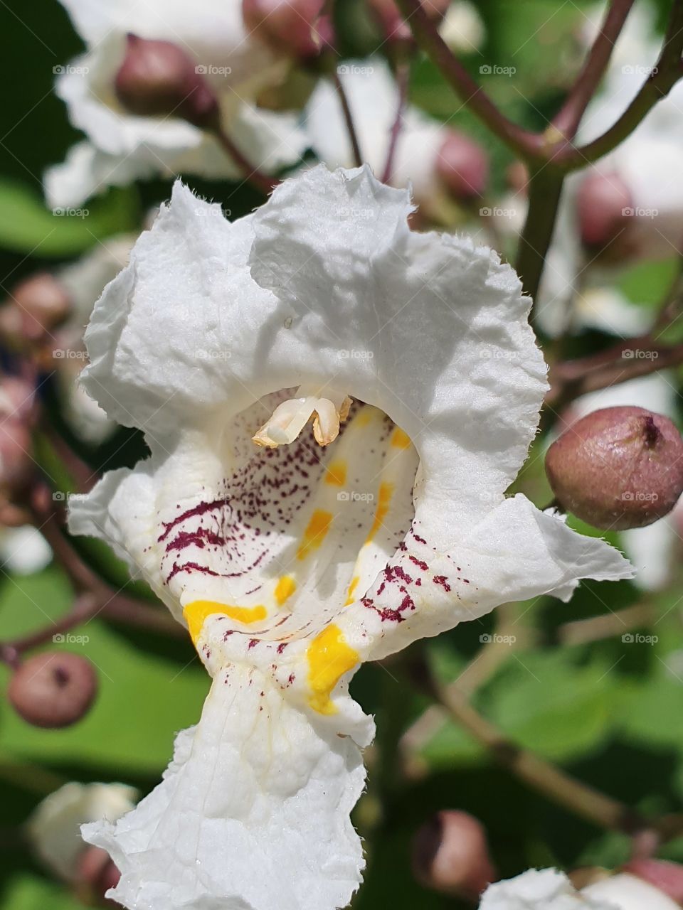 flower and buds closeup
