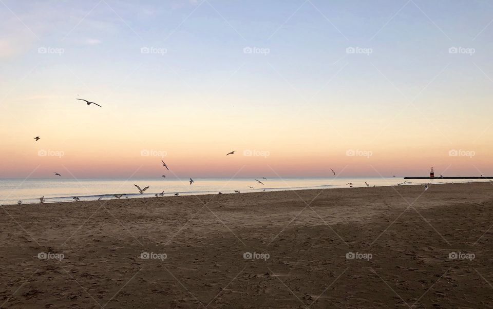 Seagulls fly in front of sunset over Lake Michigan