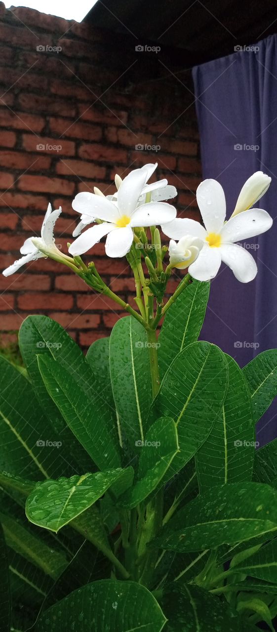 champa flower with plants leaf.