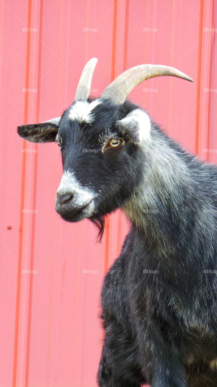 Close-up of goat