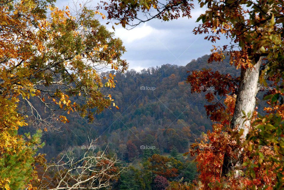 tree trees leaves mountains by refocusphoto