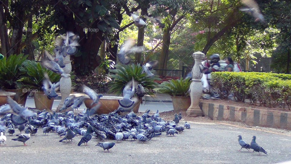 Lots of piegons -  bluish grey - with flourescent pink and green necks - friendly and cute.