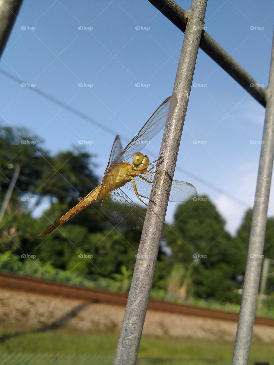 Dragonfly's corpse on the fence.