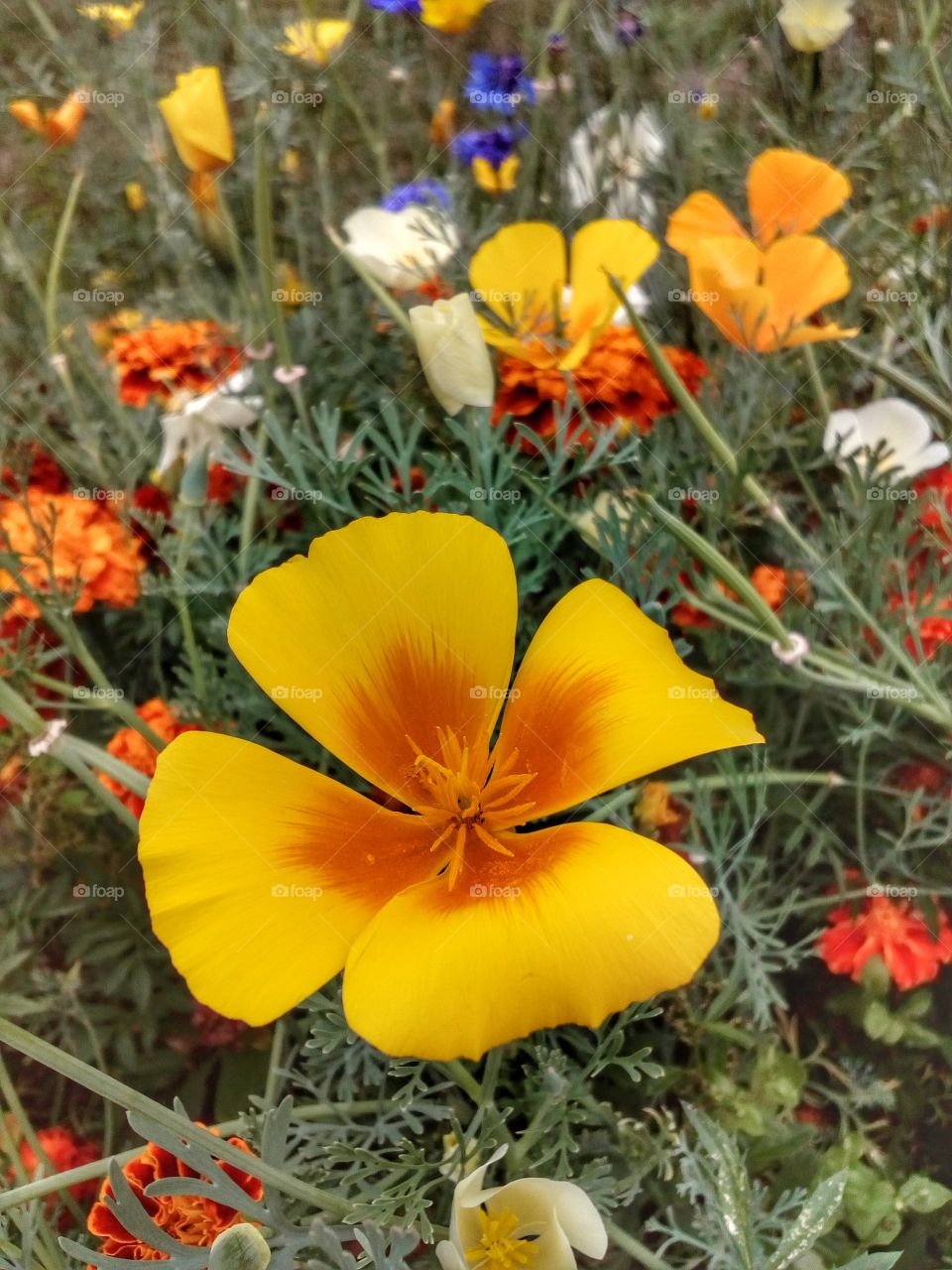 yellow flowers in summer time