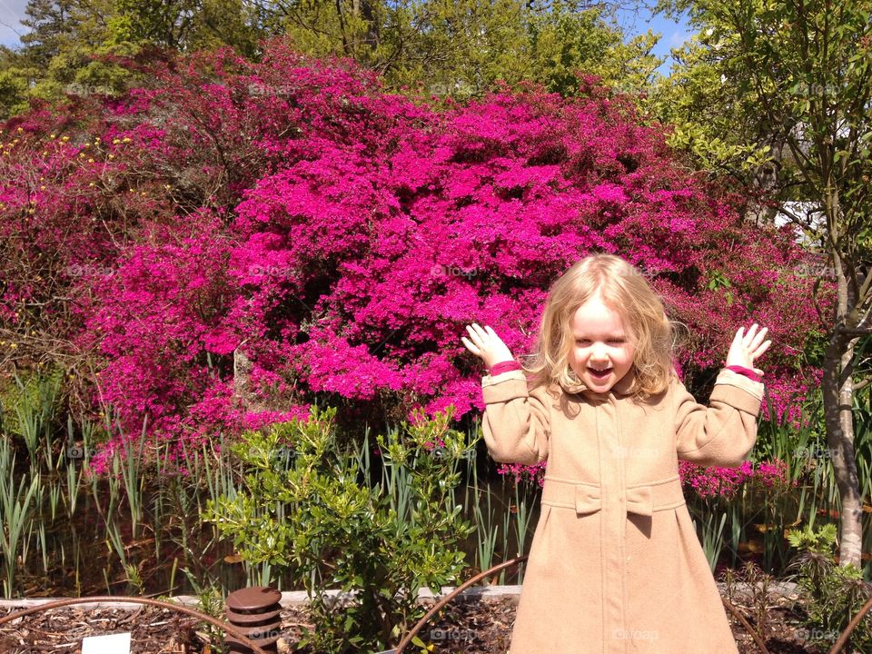 Azaleas at RHS gardens, Wisley, Surrey . Enjoying the springtime at Wisley, Surrey, UK