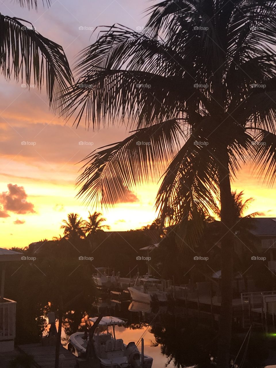 Sunset & palm trees