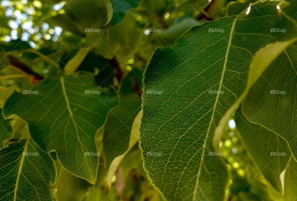 Leaves of a tree