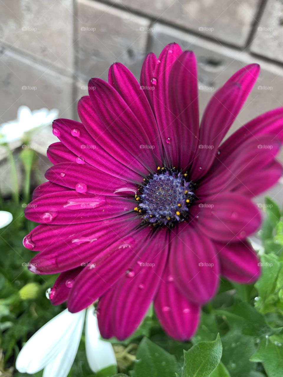 Osteospermum 