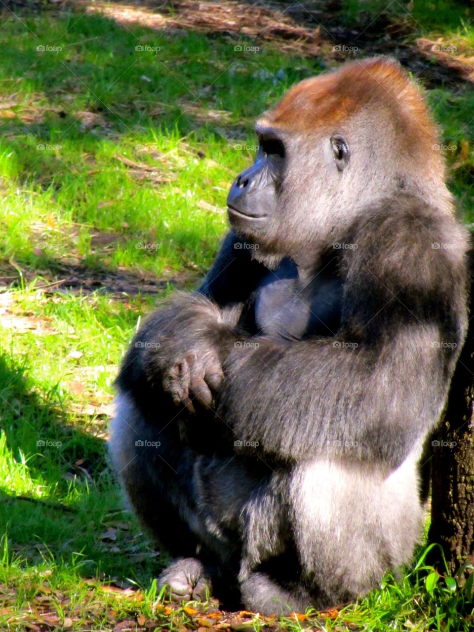 Silverback up close @ Disney's Animal Kingdom