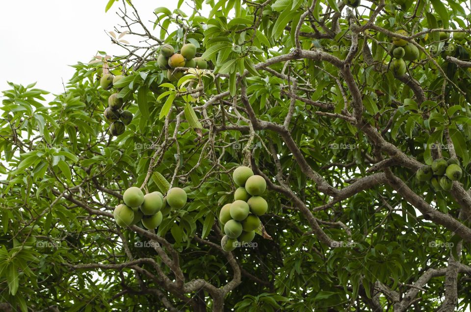 Unripe Mangoes On Tree