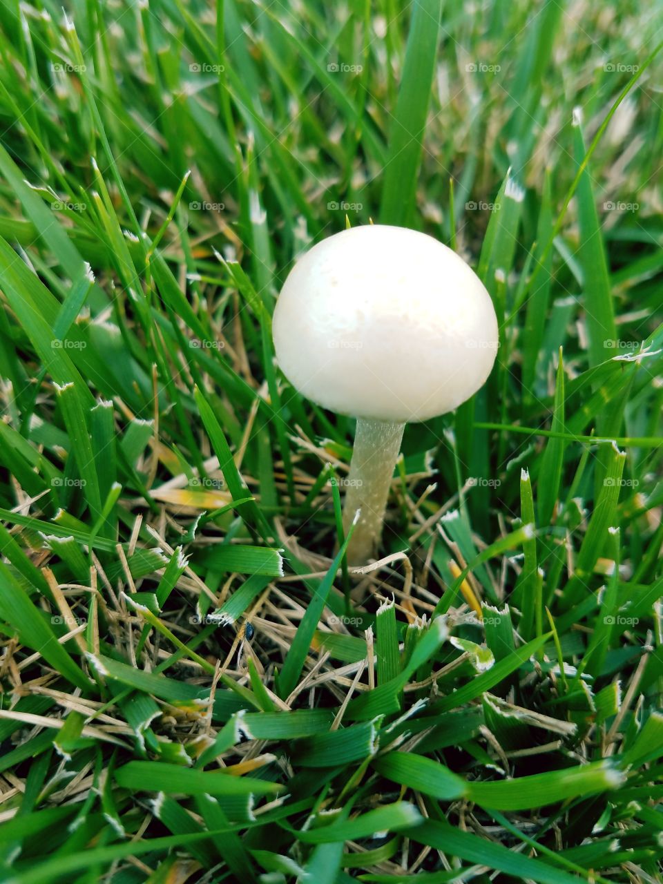mushroom and grass