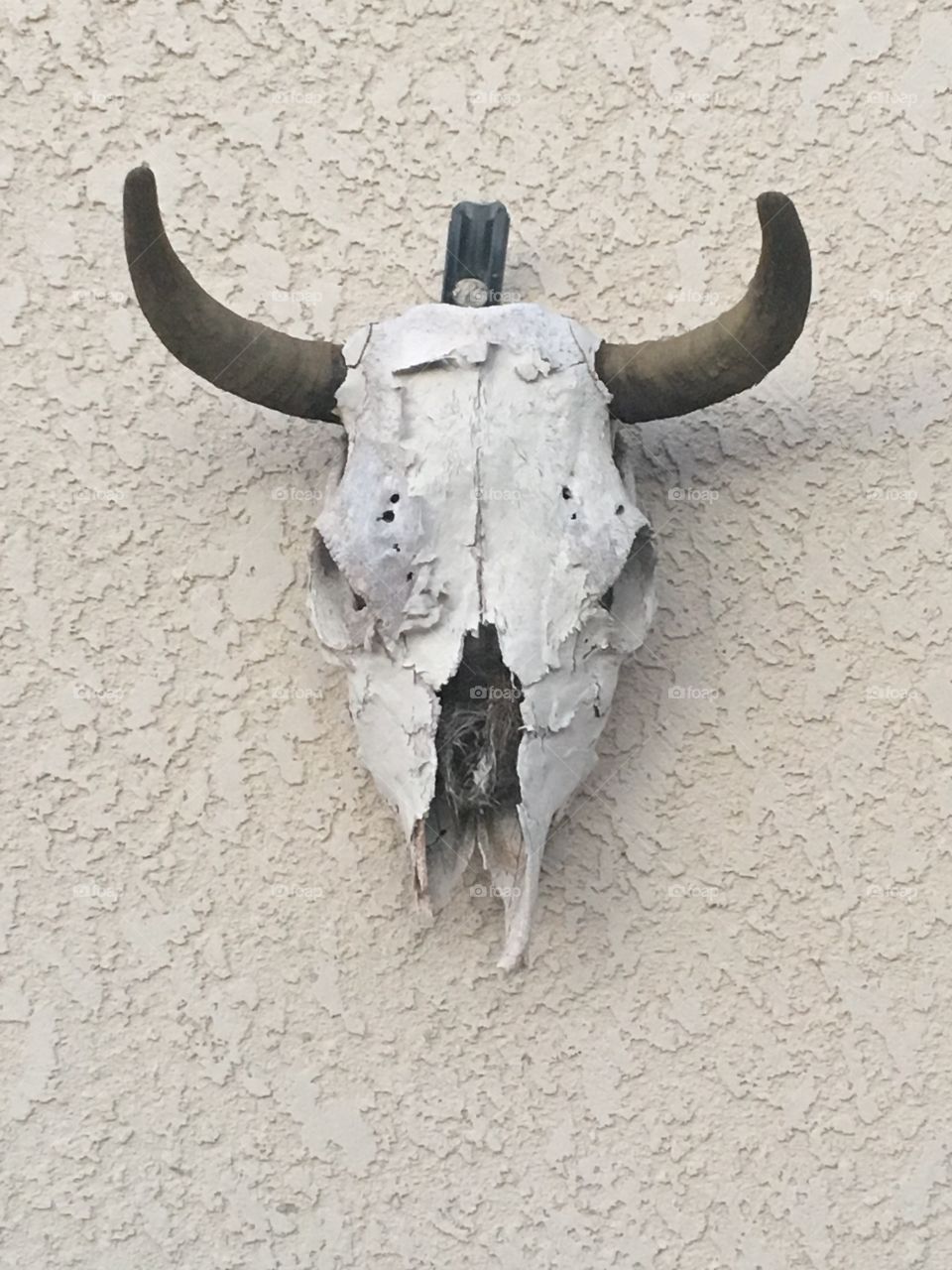 Cow Skull with Horns