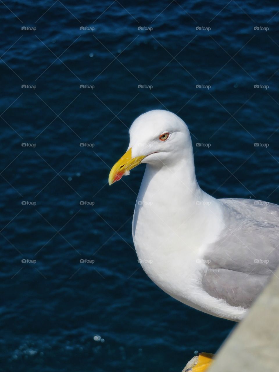 Seagull Italy 