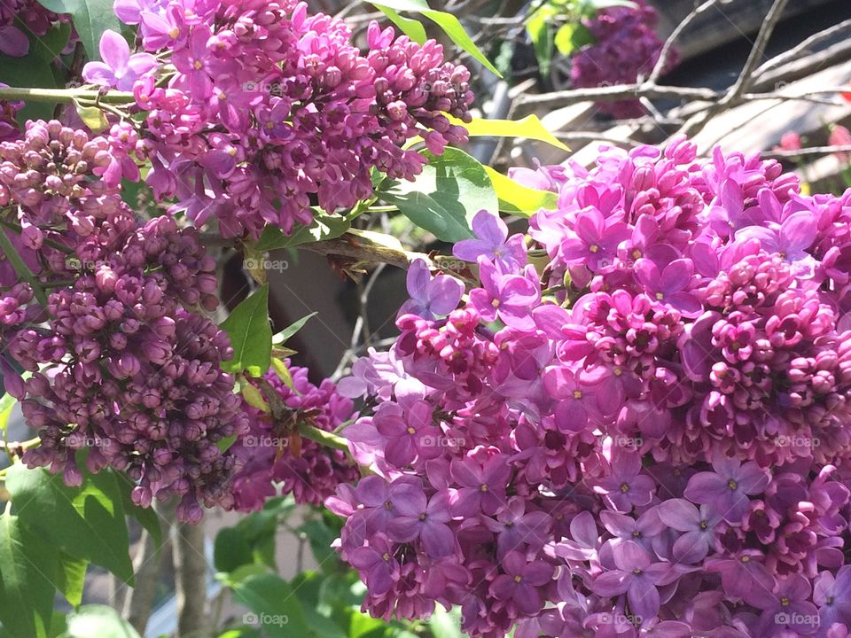 Pink lilacs 