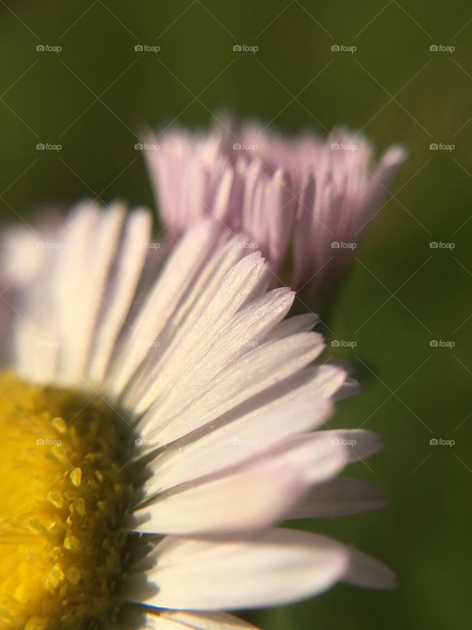 Petals and young blossom 