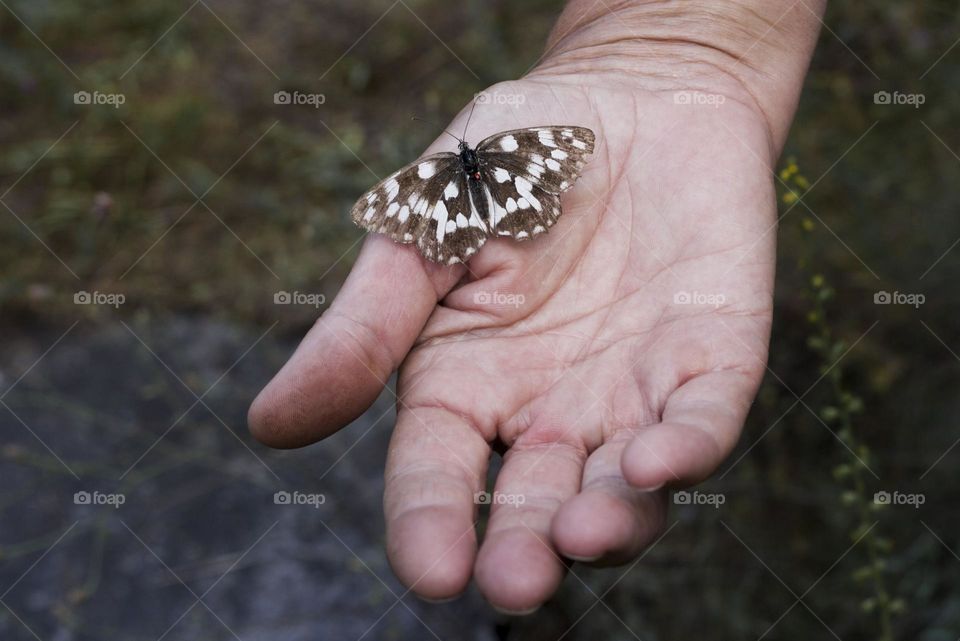 Hand holds butterfly