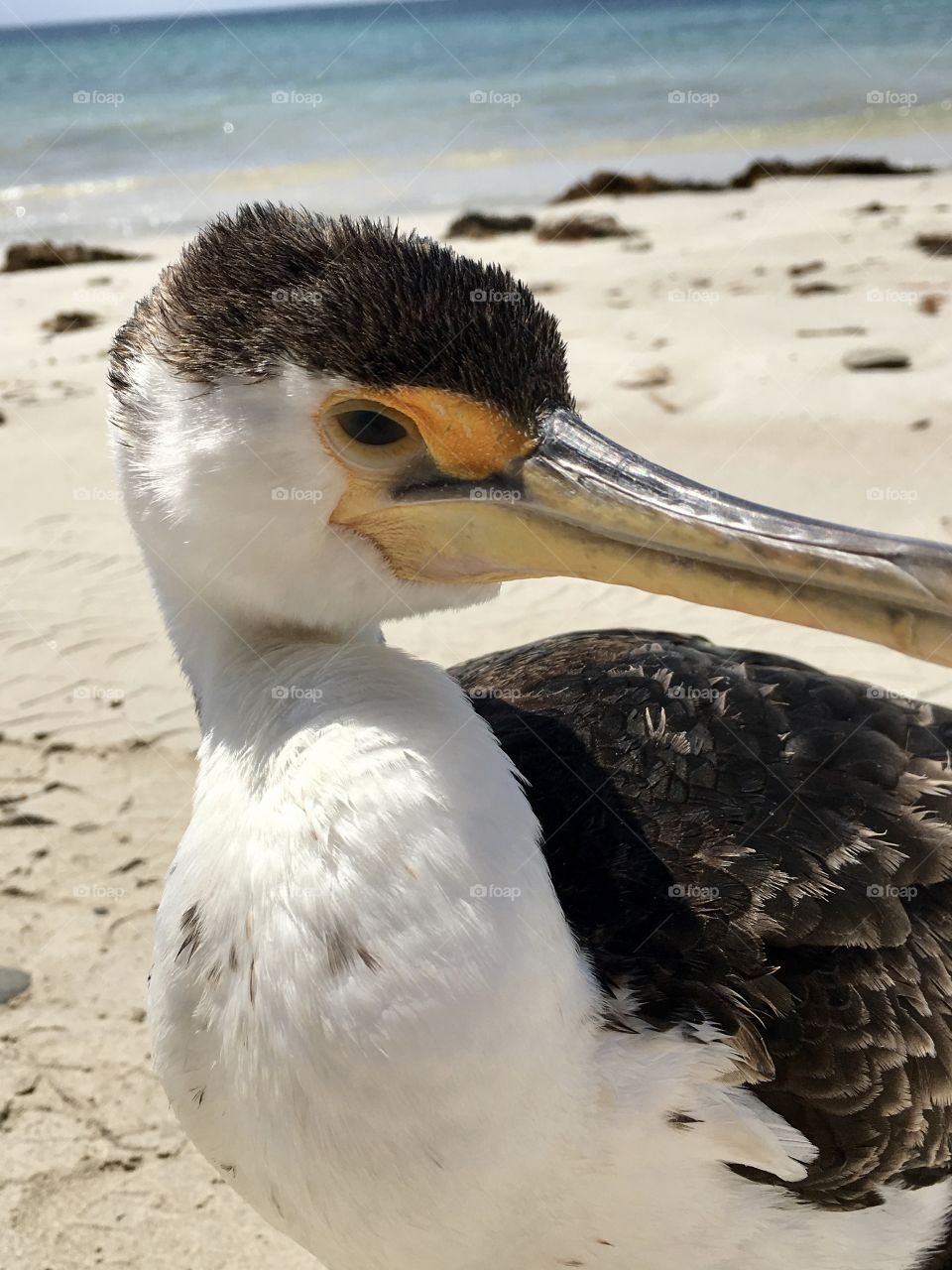 White bird on beach