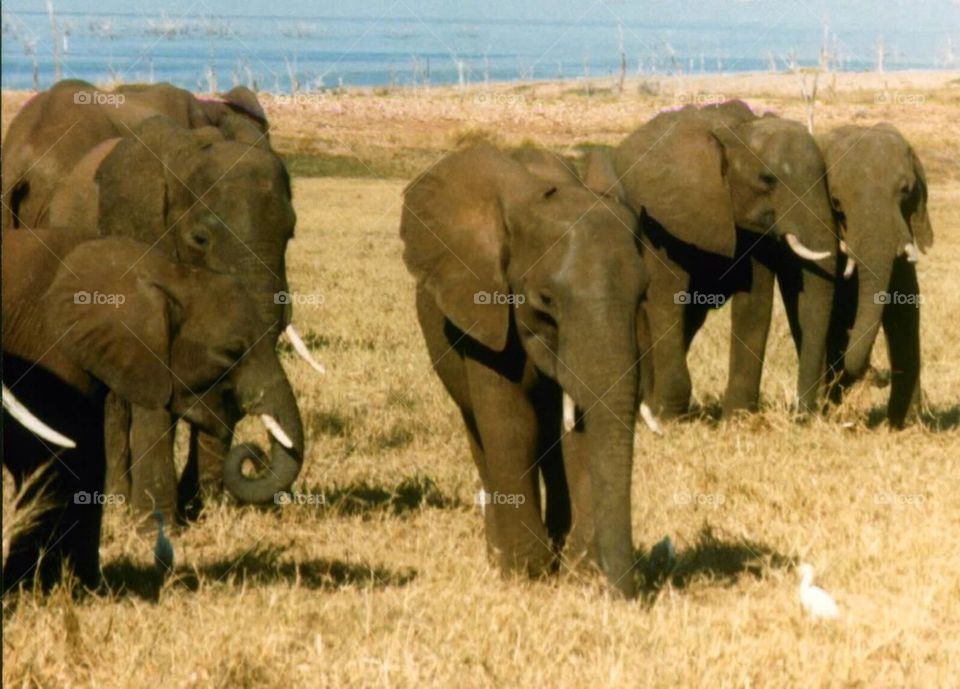 Elephants in Africa 