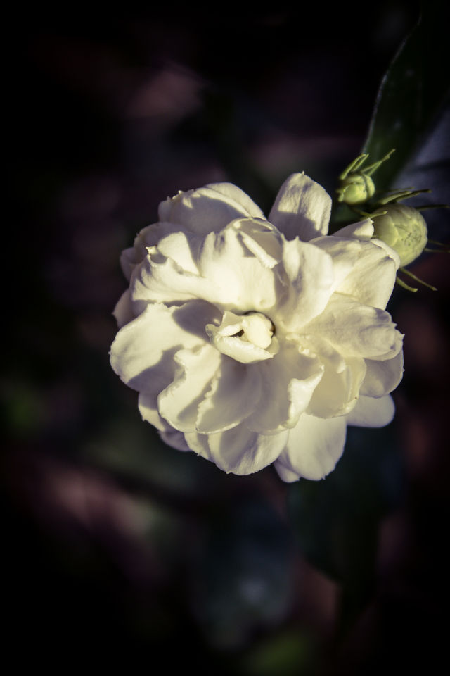 jasmine