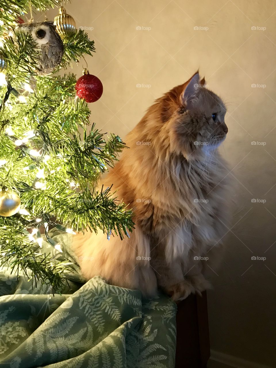 Leo the long haired cat under the Christmas tree