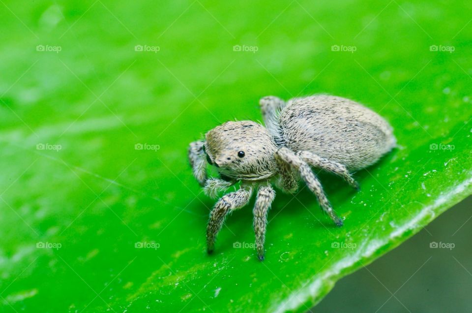 Macro shot of jumping spider.