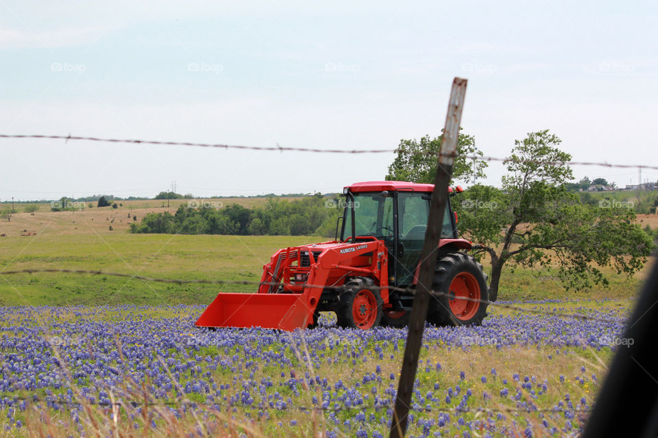Tractor in the bluebonnets