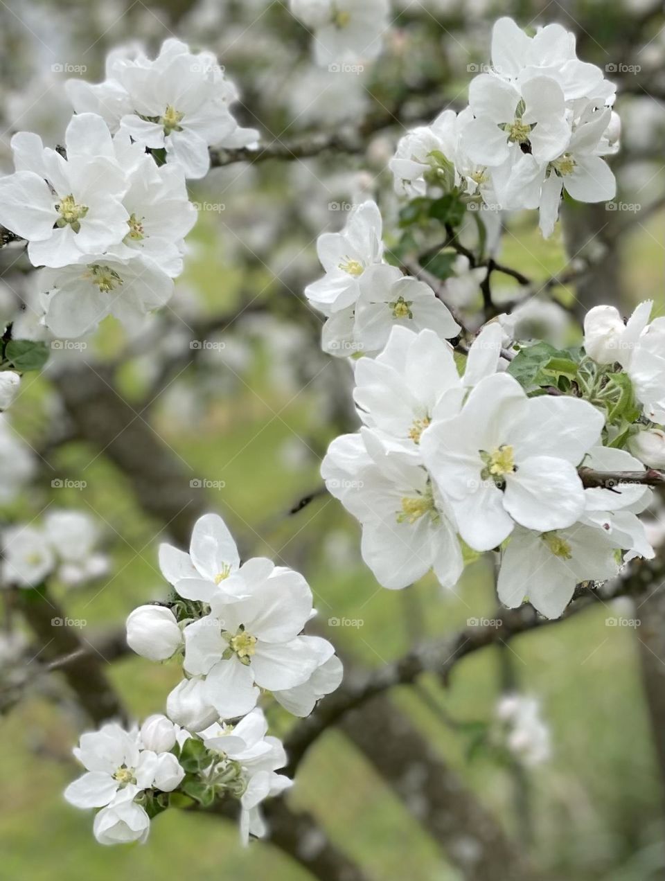 White apple blossoms in spring