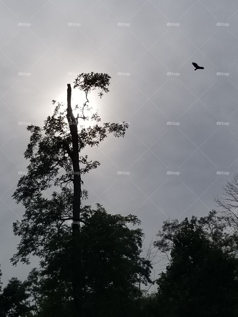 Niagara falls parkway