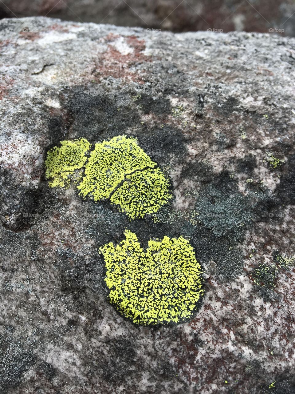 Green spots on the rock