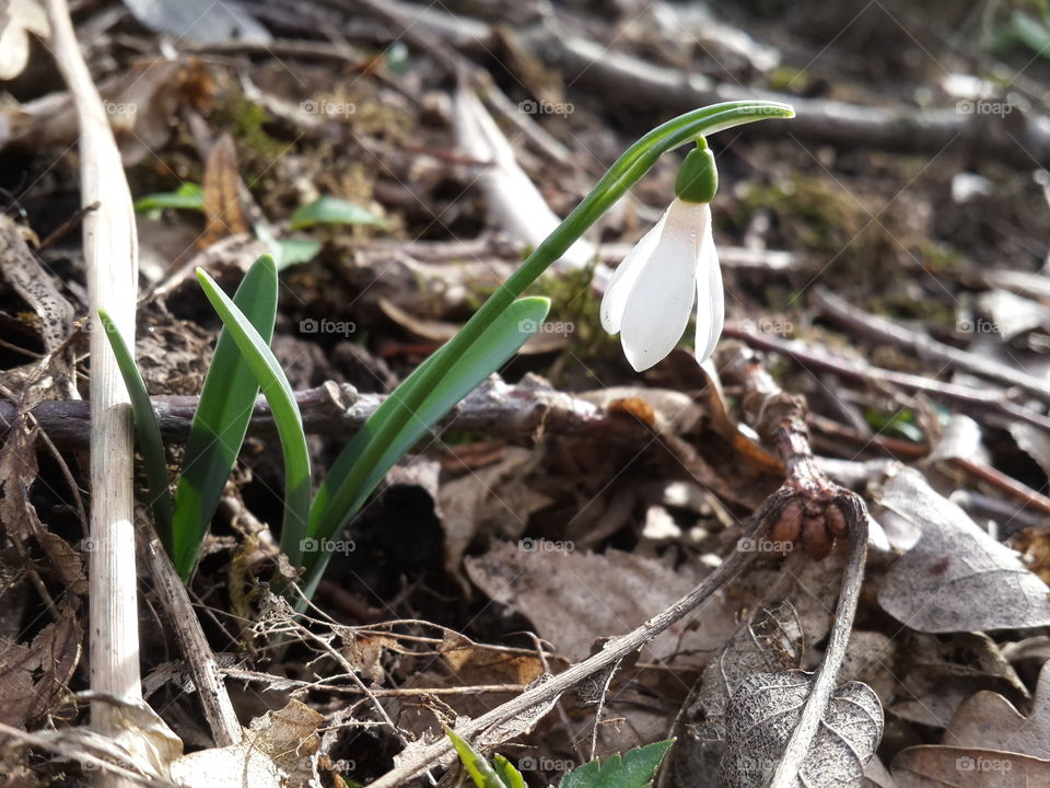 Close-up of snowdrop flower