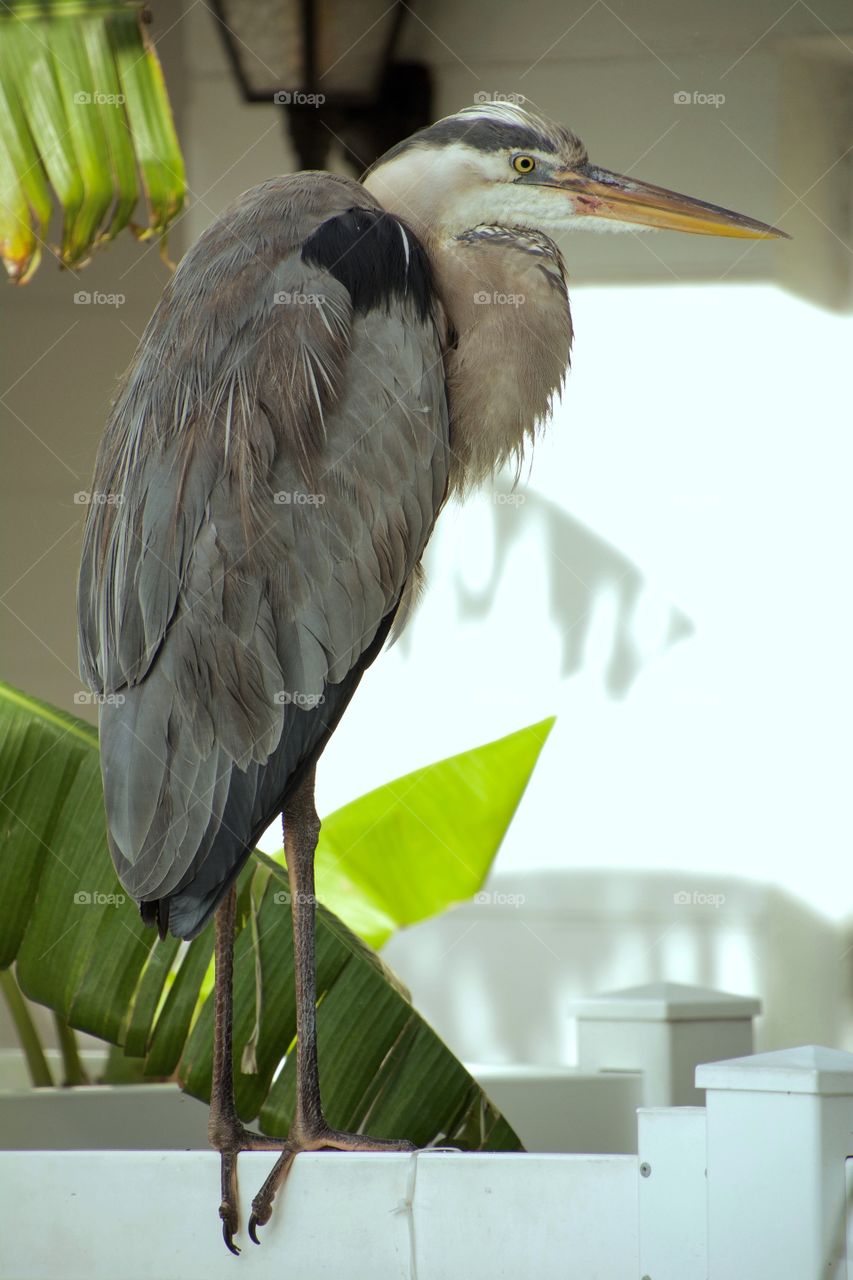 This blue heron frequents this motel twice a day, waits on the railing for the manager to give him his treat. This bird is living the high life.