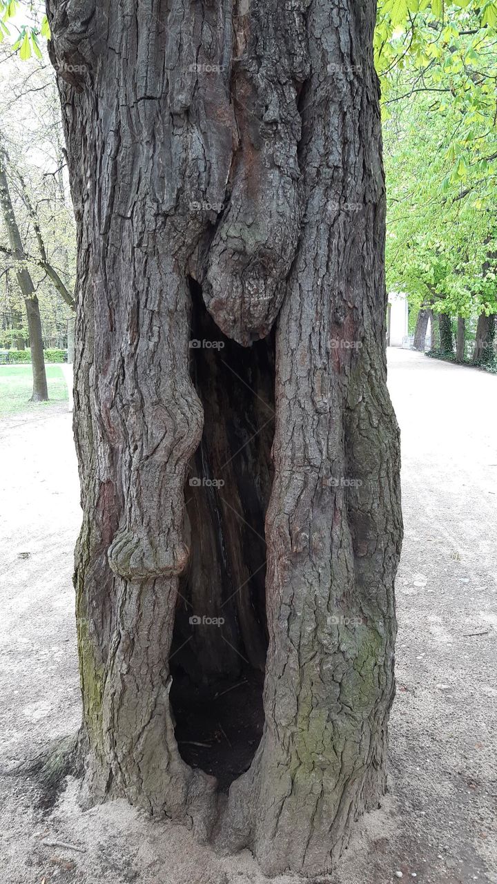 tree trunk with a hole, hollow, gray bark, old tree in the field, lonely