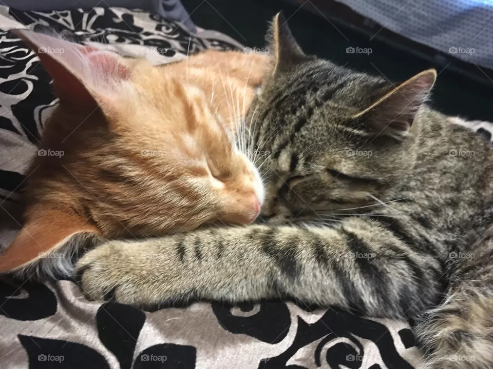 Bro snuggle 