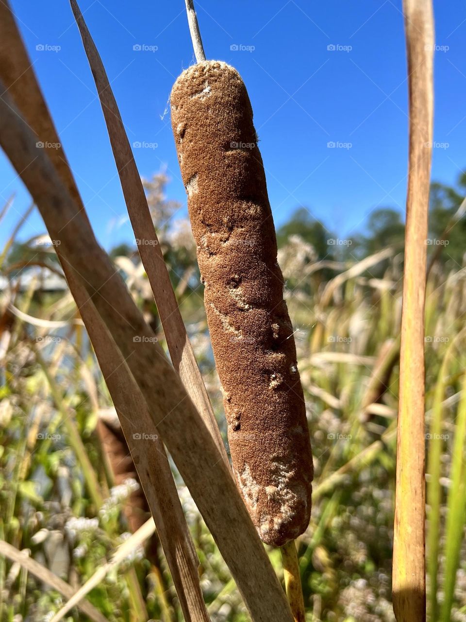 Closeup of cattail plants at the edge of a countryside pond. The brown fuzzy pods are beginning to loosen  amid the other grasses.