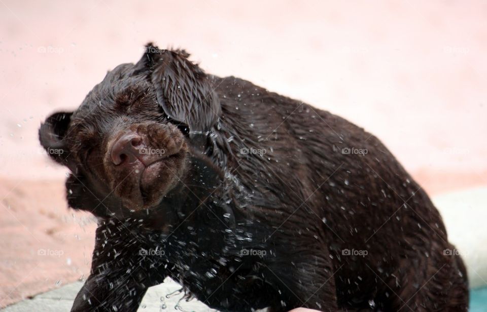 Wet shaking puppy 