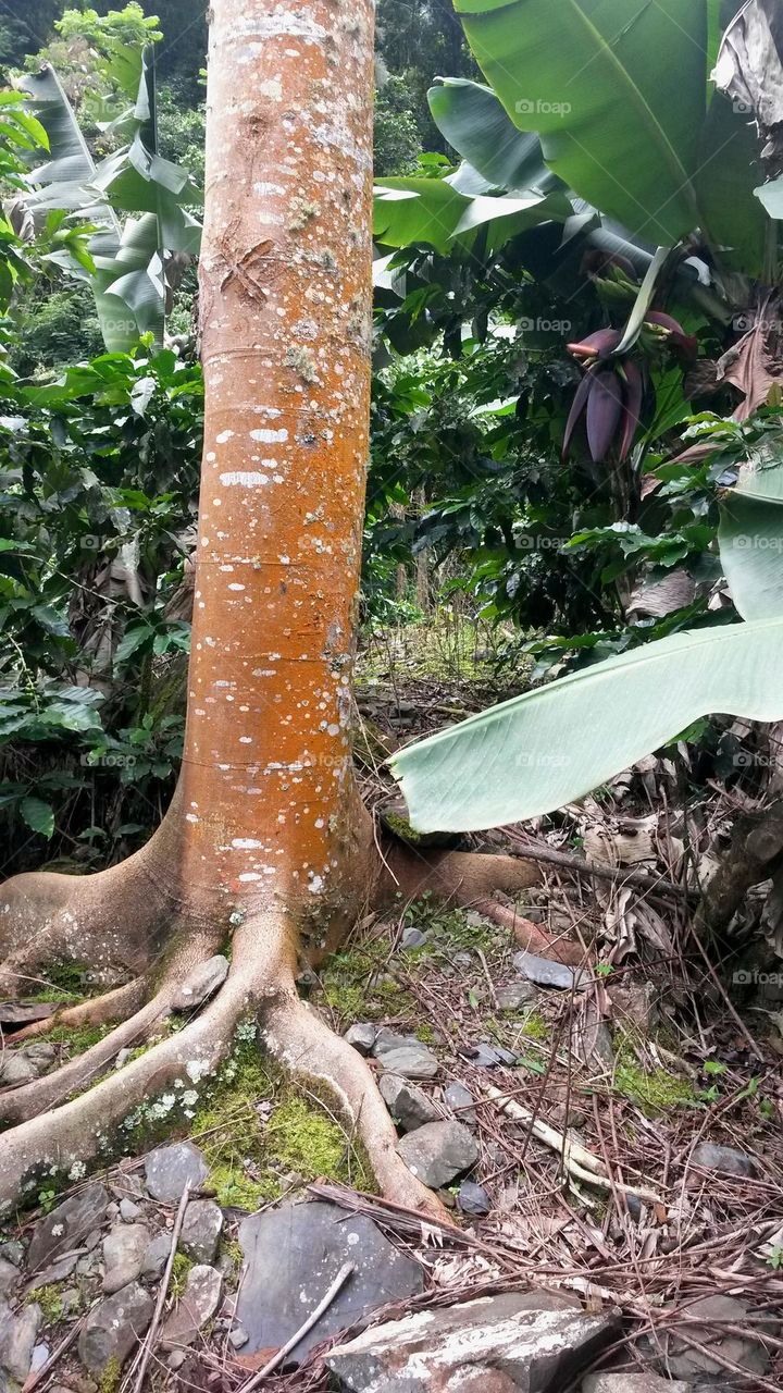 Well Rooted