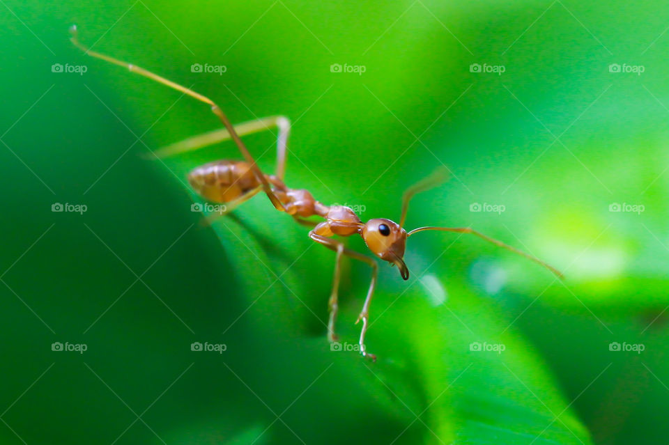 Macro shot of a red ant