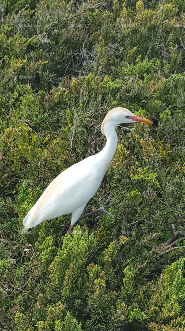 egret