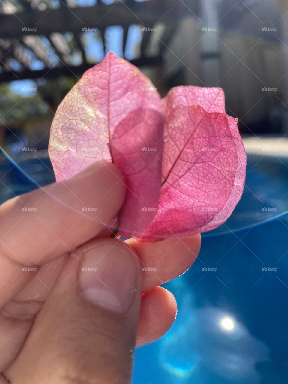 Pink flower season 🌸