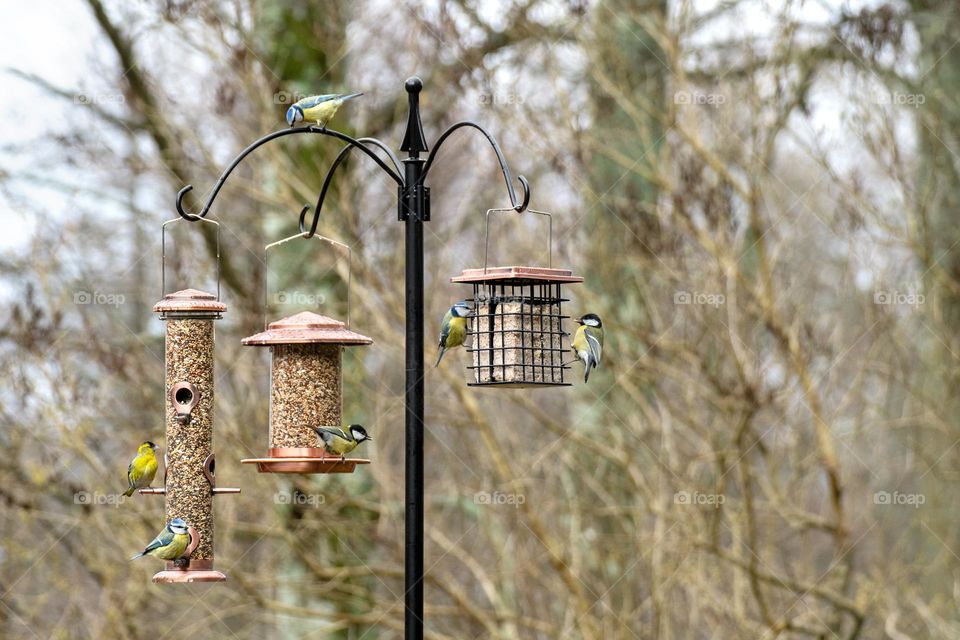 Birds at bird feeder