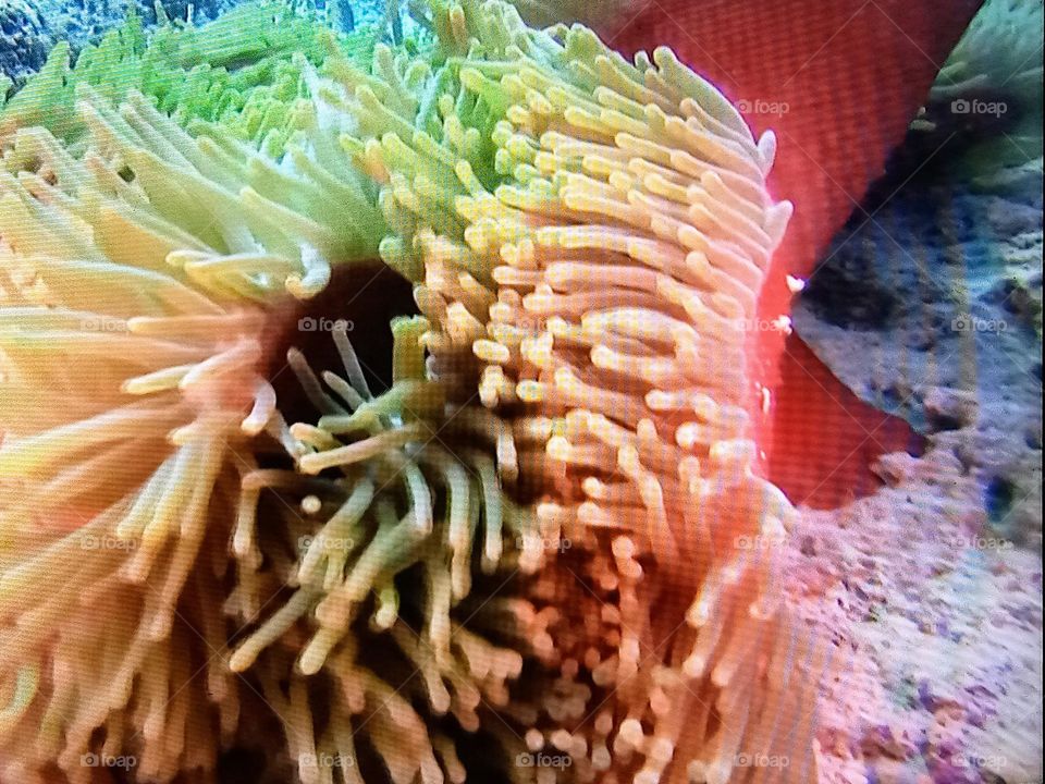 beautiful coral