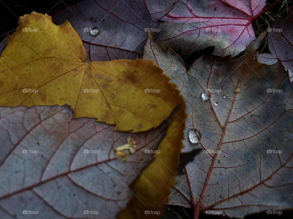 Raindrops on Leaves 