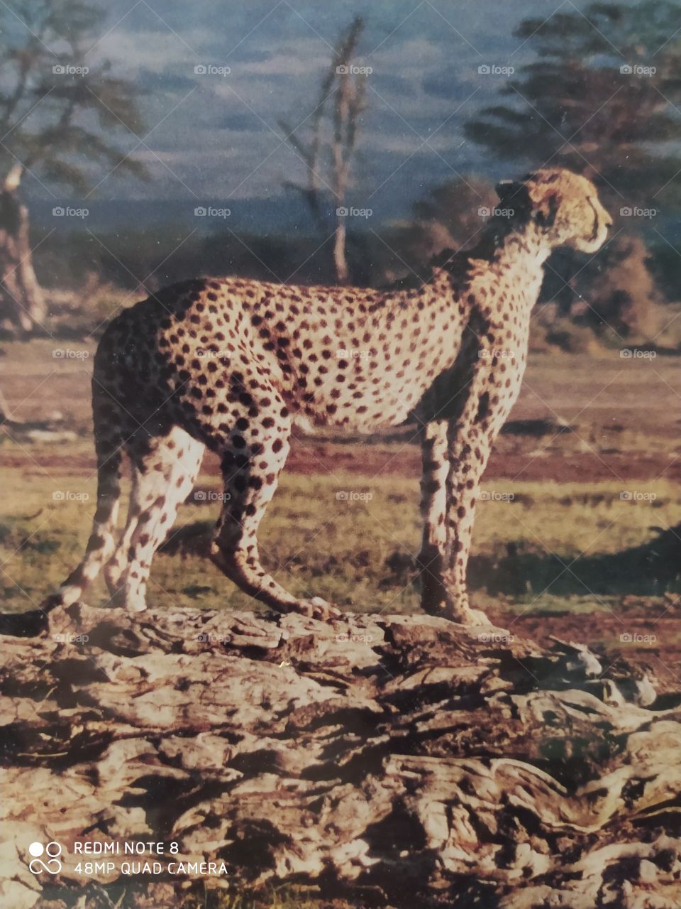 No Person, Nature, Wildlife, Mammal, Cheetah