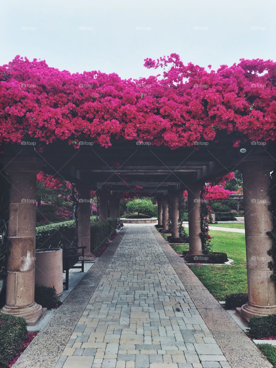 Bougainvillea 